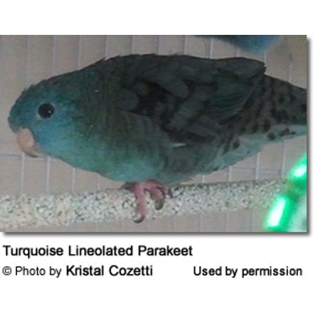 Turquoise Lineolated Parakeet