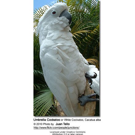 Umbrella Cockatoo or White Cockatoo, Cacatua alba