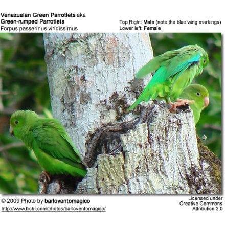 male and female venezuelan green parrotlets