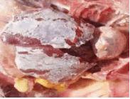 Visceral Gout in Birds