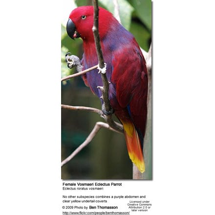 Female Vosmaeri Eclectus Parrot 