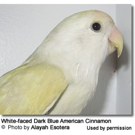 White Faced Dark Blue American Cinnamon Lovebird