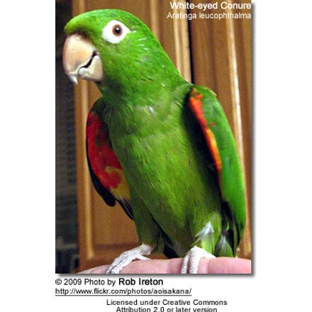 White-eyed Conure