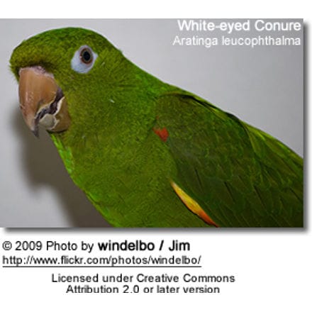White-eyed Conure