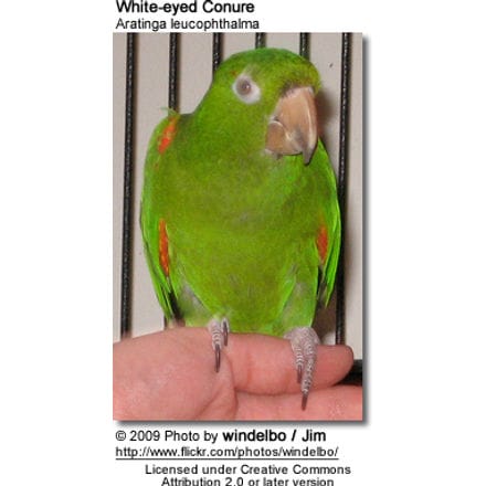 White-eyed Conure