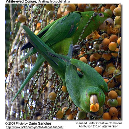 White-eyed Conures
