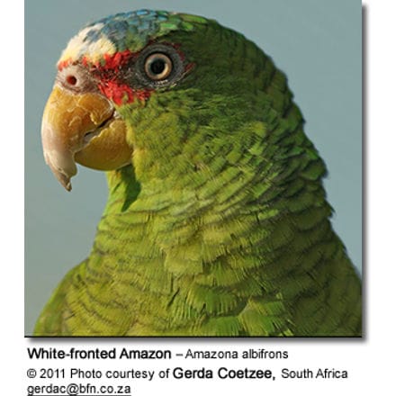 White-fronted Amazon Parrot