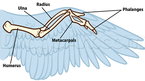 Wing Anatomy