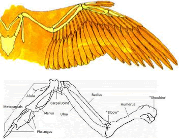 Wing and shoulder anatomy