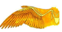 Wing Bone
