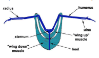 Wing and breast muscles and erector and depressor muscles