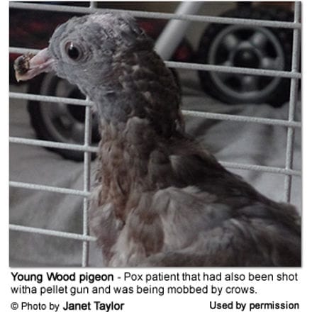 Wood Pigeon with Avian Pox