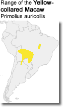 Range of the Yellow-