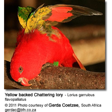 Yellow backed Chattering lory - Lorius garrulous flavopalliatus