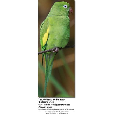 Yellow-chevroned Parakeets (Brotogeris chiriri)
