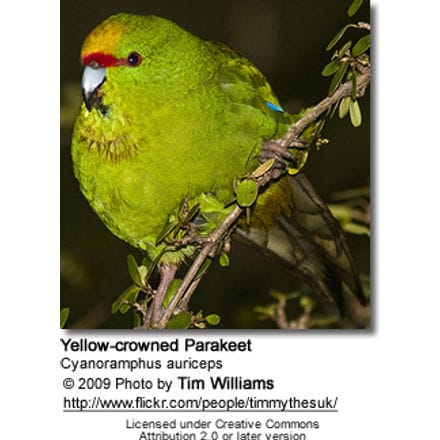Yellow-crowned Parakeet, Cyanoramphus auriceps