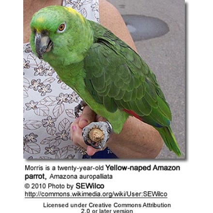 Morris is a twenty-year-old Yellow-naped Amazon parrot 