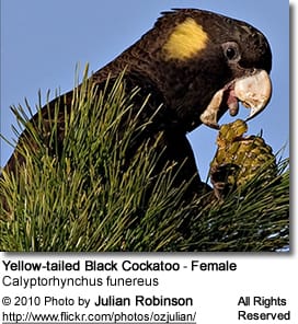 Yellow-tailed Black Cockatoo - Female