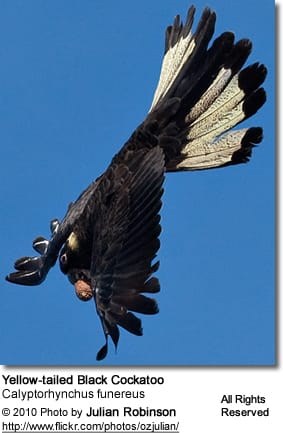Yellow-tailed Cockatoo in flight