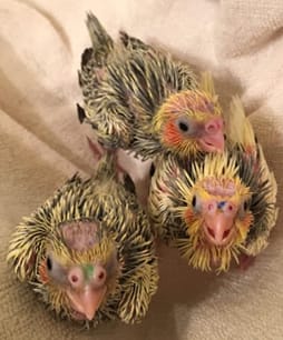 Image 12: Three of this pair’s chicks at 3 weeks (image courtesy Alona Samorodska; used with permission).