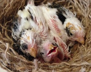 Image 2: Three chicks that had to be hand-raised because their parents abandoned them (image credit Dawn Dandve; used with permission).