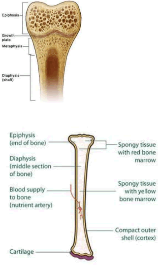 Metaphysis / Long Bone Anatomy