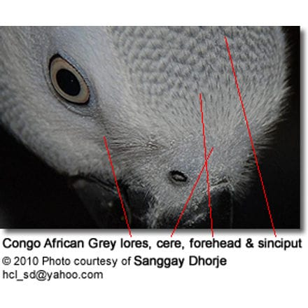 African Grey Head Detail: Lores, Forehead, Ceres