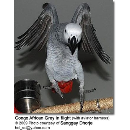 African Grey in flight