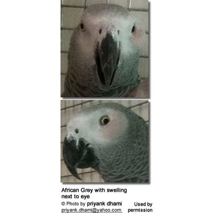 African Grey with swelling next to eye