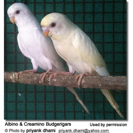 Albino and Creamino Budgerigars