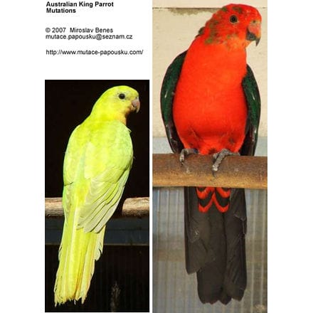 Australian King Parrots