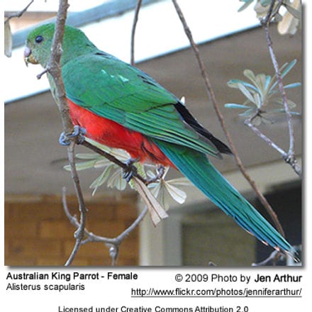 Australian King Parrot Hen