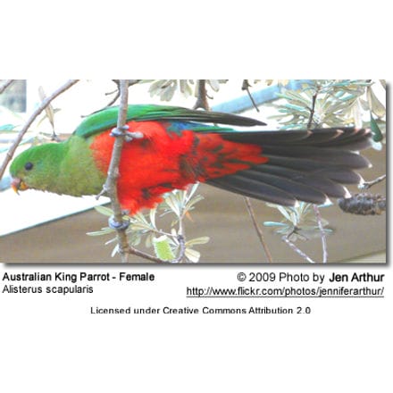 Australian King Parrot Hen - underside