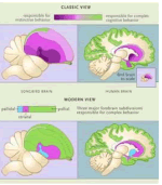 Avian Brain