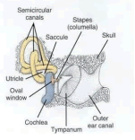 Avian Ear structure