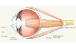Avian Eye muscles