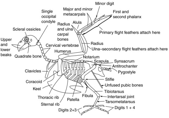 Bird Skeleton