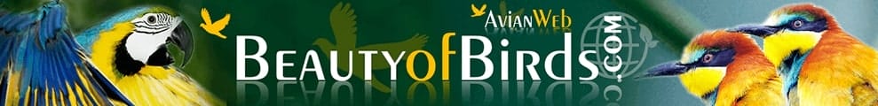 Beautyofbirds banner