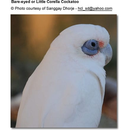 Bare-eyed Cockatoo