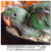 Beak injury causing beak to curve to the left. Beauty of Birds