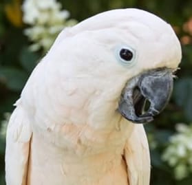 Image 20: Mandibular prognathism, or maxilla inside mandible, in a cockatoo (image courtesy Melanie Canatella; used with permission)