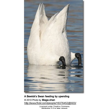 feeding swans