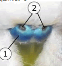 Bird cere (1) and nares (2) Operculum inside the nares, Nasal fossa 