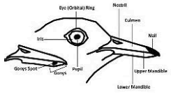 Forehead, nape, surpraorbital ridge, gape