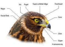Forehead, nape, surpraorbital ridge, gape