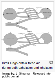Bird Lungs