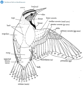 Bird Wing Anatomy
