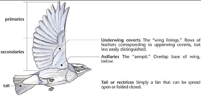 Inner Wing Feathers