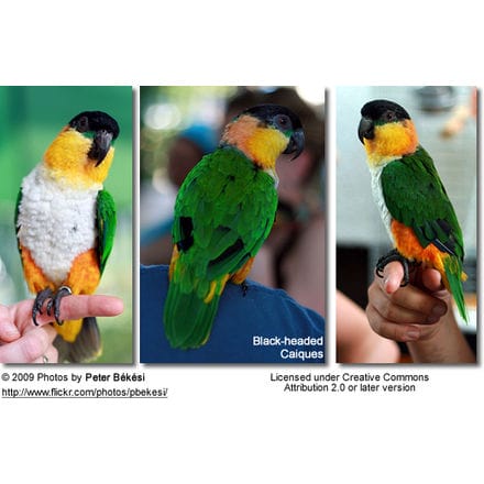 Black-headed Caique - from front, back and side view