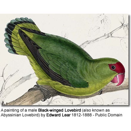 Painting of a male Black-winged Lovebird by Edward Lear 1812-1888
